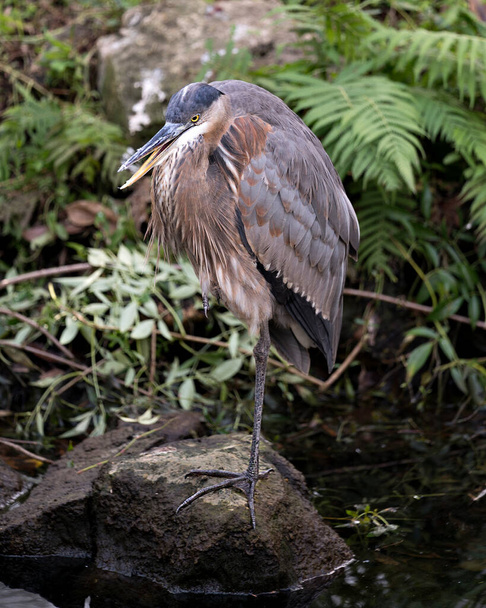 Вид птицы Bleu Heron крупным планом, стоящей на скале у воды на фоне листвы, с оперением голубых перьев, клювом, ногами, глазом, в окружении
. - Фото, изображение