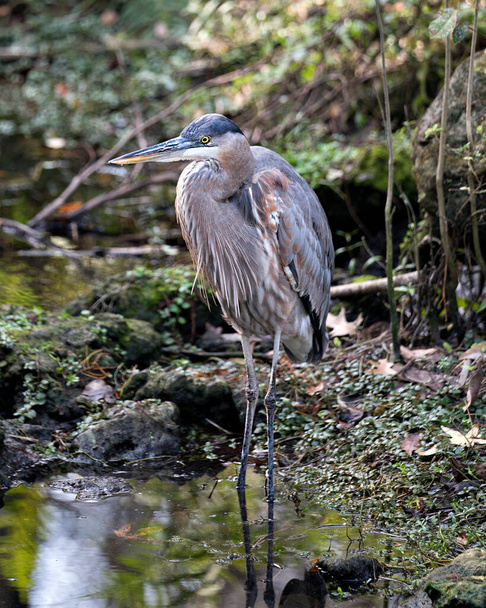 Bleu Heron vista de cerca del perfil del pájaro junto al agua con un fondo de musgo y rocas y follaje, mostrando plumaje de plumas azules, pico, pies, ojo, en su entorno y alrededores
. - Foto, Imagen