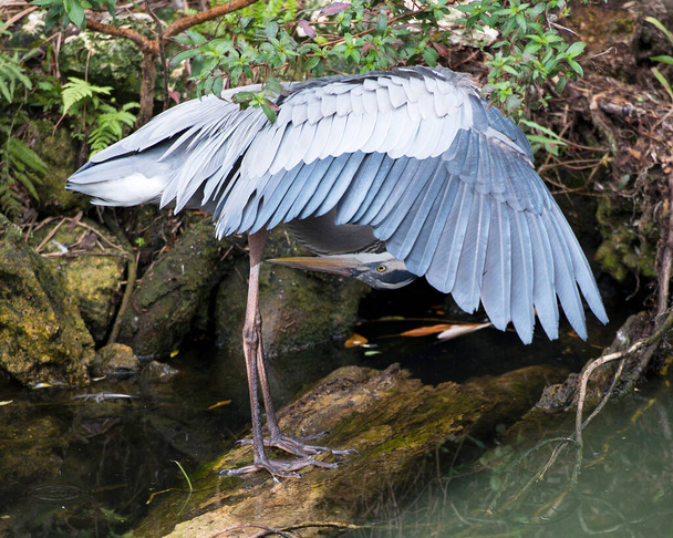 Blue Heron bird standing on a log by the water with a foliage and rock background, while cleaning its long legs in its environment and surrounding. Spread wings. - Photo, image