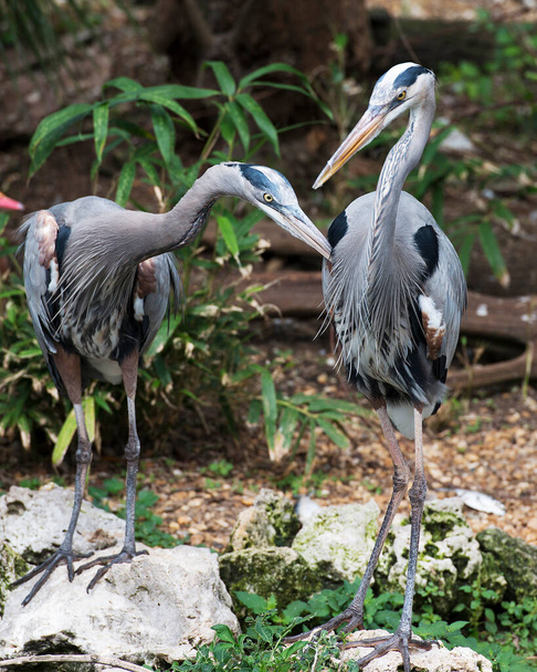 Blue Heron birds close-up profile view standing on rocks with a foliage background displaying their blue feather plumage in their environment and surrounding. Bird couple. Bird interaction. Bird relation. Bird habitat. Love birds. - Fotografie, Obrázek