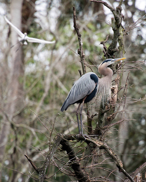 Вид на птицу синей цапли с крупным планом, стоящую на ветке, с оперением синих перьев в окружении
. - Фото, изображение