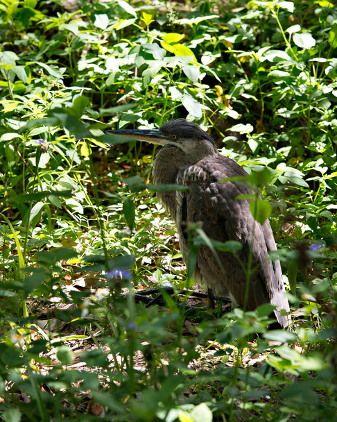 Blue Heron bird close-up profile view resting on background displaying its blue feathers plumage in its environment and surrounding. - Fotó, kép