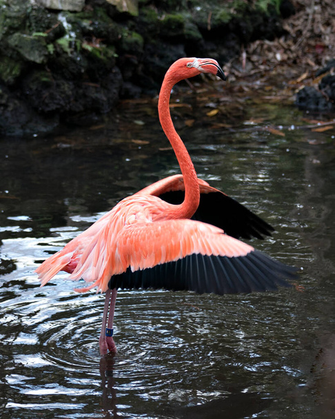 Flamingo ptak zbliżenie profil widok w wodzie wyświetlające rozłożone skrzydła, różowe pióra upierzenie, skrzydła, długa szyja, głowa, dziób, długie nogi z bokeh tle w jego otoczeniu i okolicach. - Zdjęcie, obraz