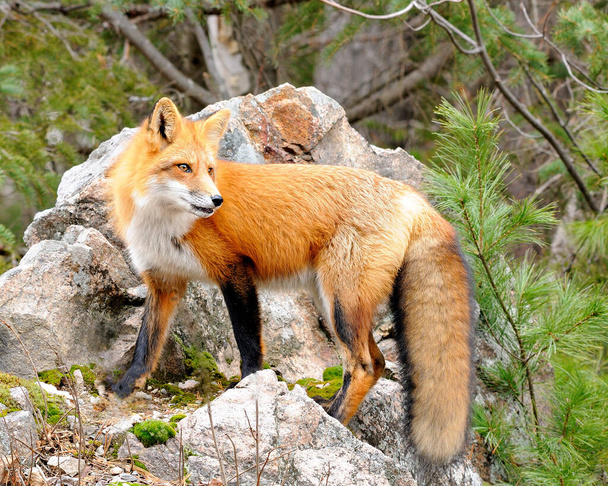 Červená liška zvířecí zblízka-up profil pohled v lese stojí na velké skále s borovým pozadím a dívá se doprava, v jeho okolí a okolí. Liščí kožich. Křovinatý ocas. - Fotografie, Obrázek