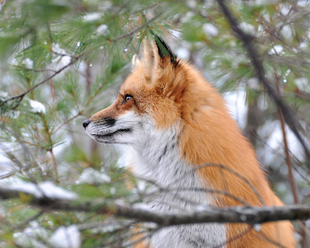 Red fox animal head close-up profile side view with pine needles foreground and background in the winter season enjoying its environment and habitat.  - 写真・画像