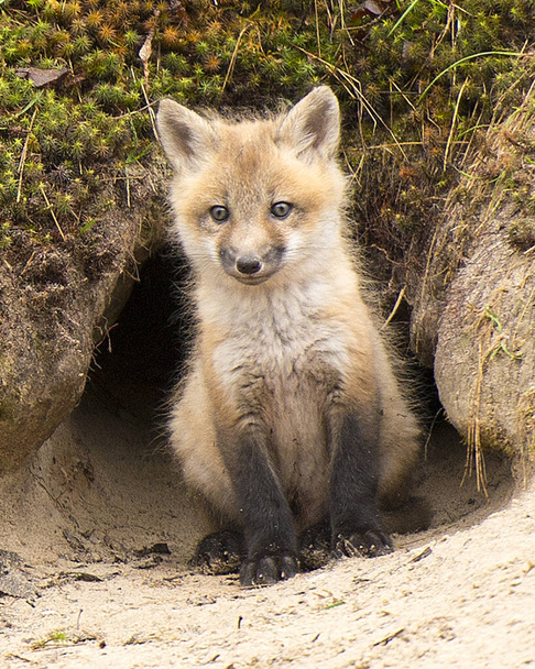 Fox Red Fox bebé kit de zorro en la entrada del agujero de la guarida en su entorno y el medio ambiente, mientras que la exposición de su cuerpo, cabeza, ojos, orejas, nariz, patas, cola con un musgo, fondo de arena
. - Foto, Imagen