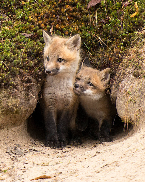 Fox Red Fox bebé kit de zorros en la entrada del agujero de la guarida en el bosque en su entorno y el medio ambiente, mientras que la exposición de su cuerpo, cabeza, ojos, orejas, nariz, patas, cola con fondo de musgo y arena
. - Foto, Imagen