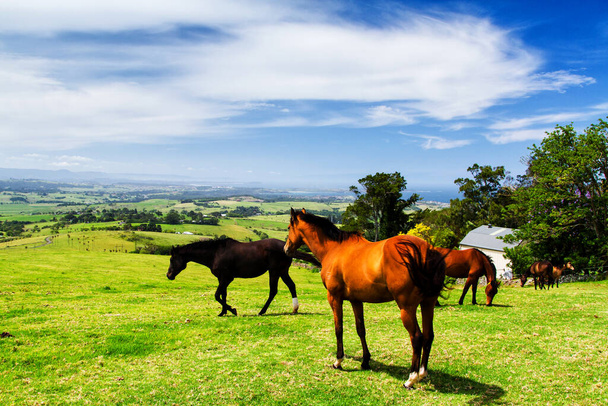 Cavallo in una fattoria, Nuovo Galles del Sud, Australia - Foto, immagini