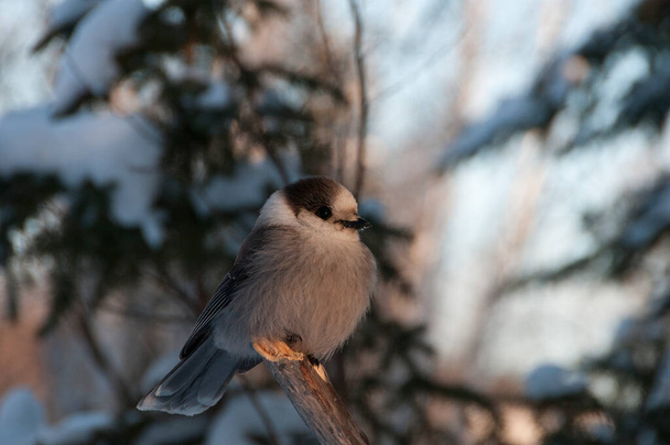 Gray Jay bird close-up profile view perched on a tree branch displaying feathers, head, eye, beak, tail, plumage with a background in its surrounding and environment in the winter season. - Фото, зображення