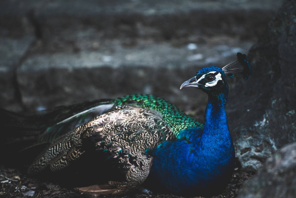 portrait of a peacock resting in the forest - Foto, Imagen