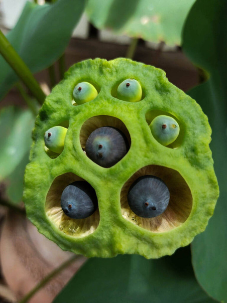 Close-up Loto sagrado (Nelumbo nucifera Gaertn) Semillas de loto comestibles dentro de la vaina de loto, con fondo borroso, en tailandia
. - Foto, imagen
