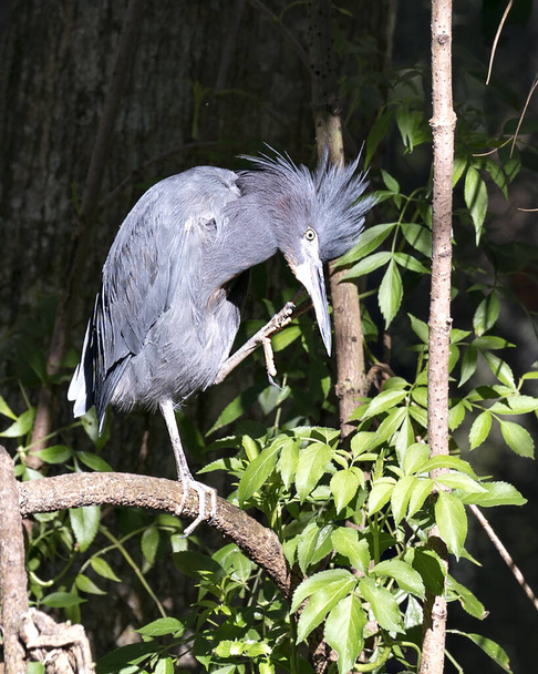 Little Blue Heron bird close-up head profile view displaying blue feathers, body, beak, head, eye, with a blur background in its environment and surrounding. - Foto, imagen