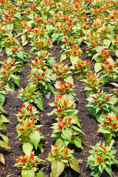 czerwony Celozja argentea kwiat w ogrodzie przyrody - Zdjęcie, obraz
