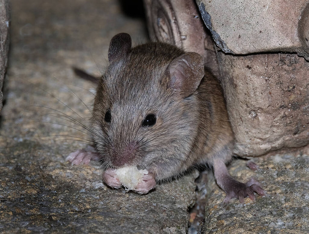 Talon hiiri on pieni nisäkäs järjestyksessä Rodentia, tyypillisesti ottaa terävä kuono, suuret pyöristetyt korvat, ja pitkä ja karvainen häntä. Se on yksi runsaimmista lajeista suvun Mus.  - Valokuva, kuva