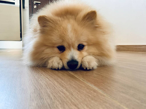 симпатичная коричнево-бежевая собака-шпиц, лежащая на полу, симпатичный домашний питомец
 - Фото, изображение