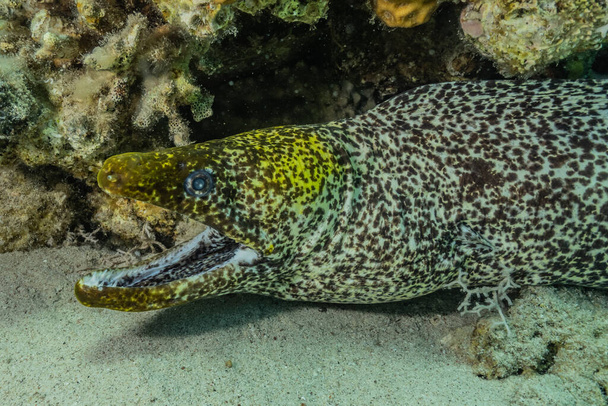 Moray eel Mooray lycodontis undulatus in the Red Sea, eilat israel - Φωτογραφία, εικόνα
