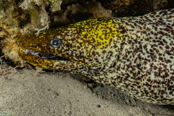 Moray eel Mooray lycodontis undulatus a Vörös-tengeren, Eilat Israel - Fotó, kép