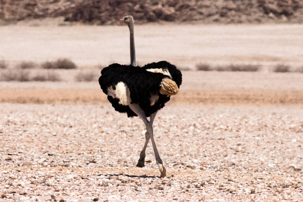 pie de foto de un avestruz caminando
 - Foto, imagen