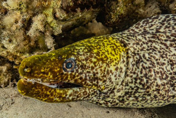 Moray eel Mooray lycodontis undulatus a Vörös-tengeren, Eilat Israel - Fotó, kép