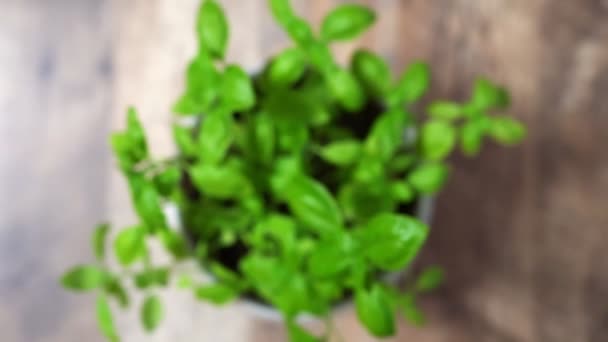 Basil herbs in pot on the kitchen. - Footage, Video