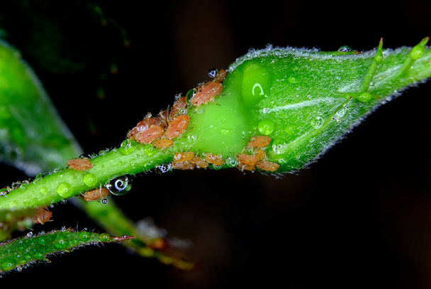 Aphids jsou malé mízy sající hmyz a členové superrodiny Aphidoidea. Běžné názvy zahrnují mouchu zelenavou a mouchu černou, i když jedinci v rámci druhu se mohou značně lišit svou barvou. Afrodité vylučují medovou rosu, sladkou látku milovanou mravenci. - Fotografie, Obrázek