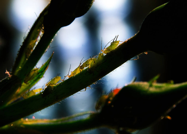 Aphids jsou malé mízy sající hmyz a členové superrodiny Aphidoidea. Běžné názvy zahrnují mouchu zelenavou a mouchu černou, i když jedinci v rámci druhu se mohou značně lišit svou barvou. Afrodité vylučují medovou rosu, sladkou látku milovanou mravenci. - Fotografie, Obrázek