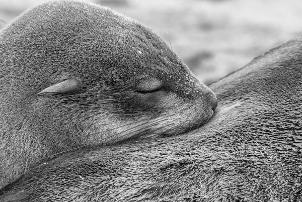 захват милый ребенок тюленя уход от своей мамы
 - Фото, изображение