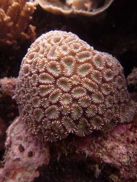 prachtig koraal gevonden op redang eiland in Maleisië - Foto, afbeelding