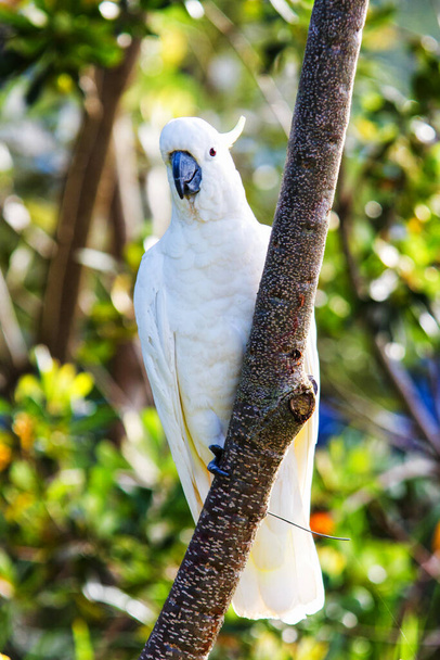Сірка чубата какаду (Cacatua galerita) - Фото, зображення