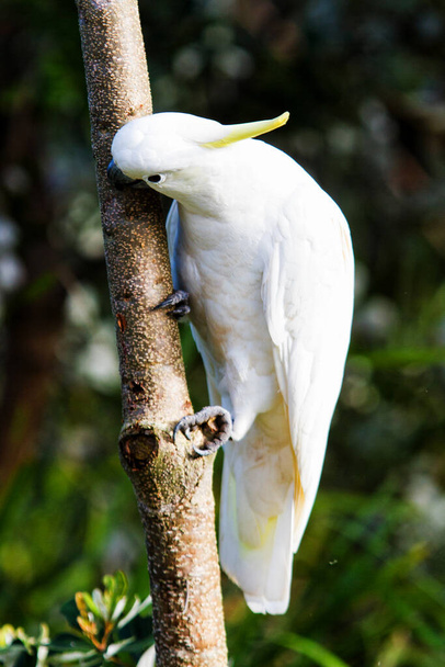 Sulphur Crested Cockatoo (Cacatua galerita) - Photo, Image