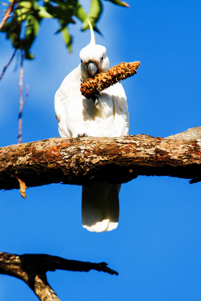 Sulphur Crested Cockatoo (Cacatua galerita) - Photo, Image