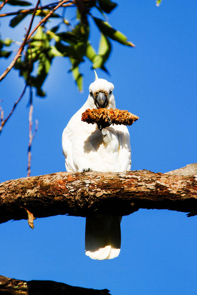 Cockatoo με βάση το θείο (Cacatua galerita) - Φωτογραφία, εικόνα