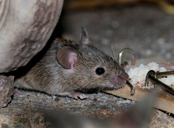 The house mouse is a small mammal of the order Rodentia, characteristically having a pointed snout, large rounded ears, and a long and hairy tail. It is one of the most abundant species of the genus Mus.  - Photo, Image