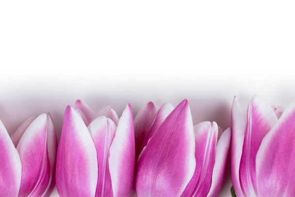Tulipanes rosados y blancos como flores de primavera o verano. Fondo blanco. Copiar espacio en la parte superior
. - Foto, imagen