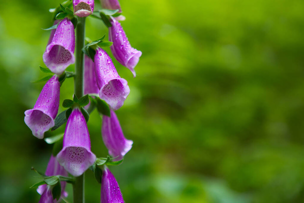 Purple Bell Flowers Foxglove Flowering isolated on green. - Photo, Image