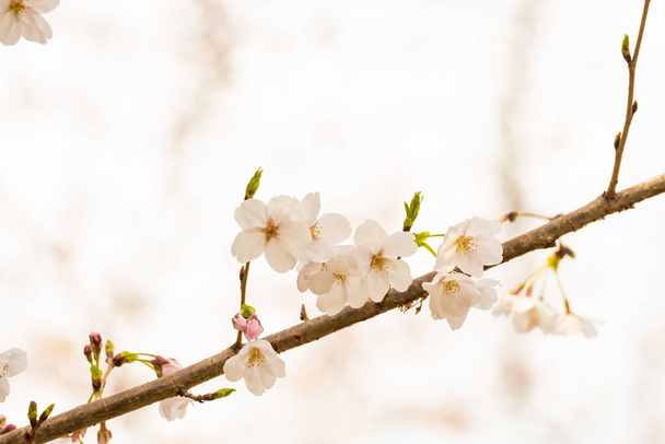 Cseresznyevirág tavasszal háttér vagy másolás helyet szöveg - Fotó, kép