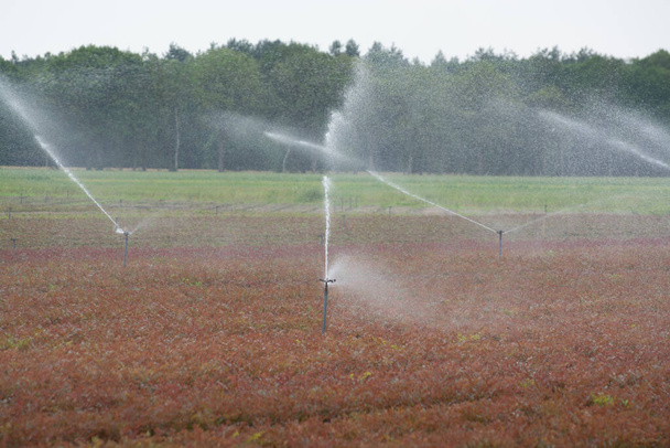 Sistema de riego de campo con aspersores de agua que trabajan en el campo agrícola - Foto, imagen