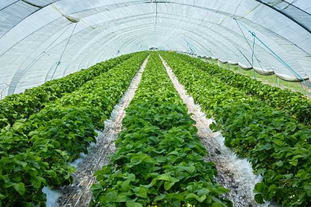 Casa verde hecha de película de polietileno proteger en campos de primavera con filas de plantas de fresa, la agricultura en Europa
 - Foto, Imagen
