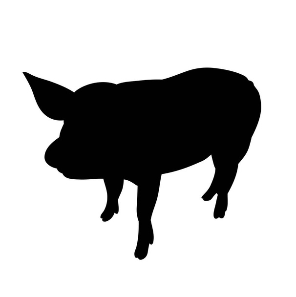 силует свині, ізольований
 - Вектор, зображення