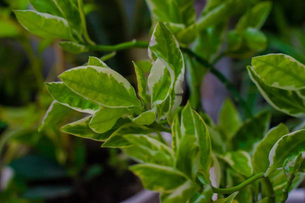 Rama de planta de interior ficus benjamina con hojas variegadas. enfoque selectivo, espacio de copia
. - Foto, imagen