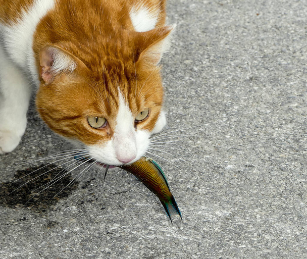 Vista de cerca de la cabeza y el hombro de un jengibre salvaje y un gato blanco, comiendo un pequeño pez pequeño recién capturado arrojado a él por un pescador. Sobre asfalto gris moteado del puerto, Creta. Países Bajos
. - Foto, imagen