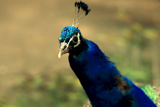 WROCLAW, POLAND - JUNE 09, 2020: The Indian peafowl (Pavo cristatus), also known as the common peafowl, and blue peafowl. ZOO in Wroclaw, Poland. - Photo, Image