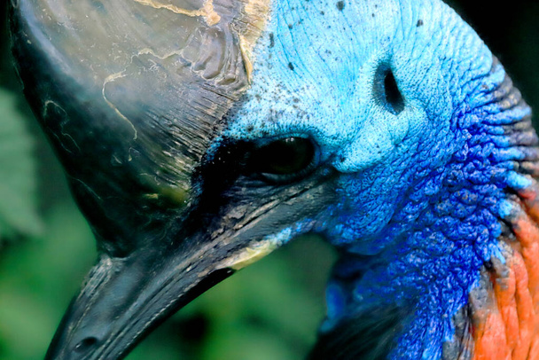 WROCLAW, POLAND - JUNE 09, 2020: Cassowary. The Wroclaw Zoological Garden is the oldest and most visited zoo in Poland (and the fifth in Europe). - Photo, Image