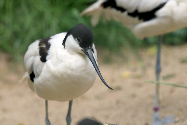 WROCLAW, POLAND - JUNE 09, 2020: Stilt is a common name for several species of birds in the family Recurvirostridae, which also includes those known as avocets. ZOO in Wroclaw, Poland. - Foto, imagen