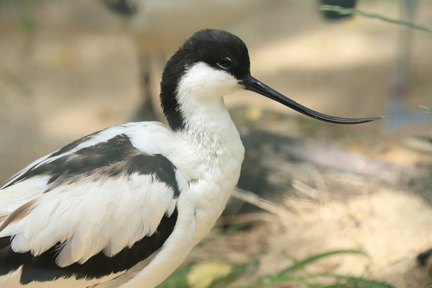 WROCLAW, POLAND - JUNE 09, 2020: Stilt is a common name for several species of birds in the family Recurvirostridae, which also includes those known as avocets. ZOO in Wroclaw, Poland. - Foto, imagen