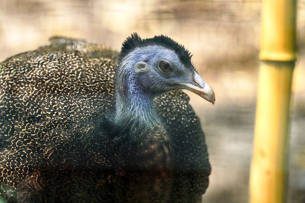 WROCLAW, POLAND - JUNE 09, 2020: Beautiful birds in The Wroclaw Zoological Garden, the oldest and most visited zoo in Poland (and the fifth in Europe). - Фото, зображення