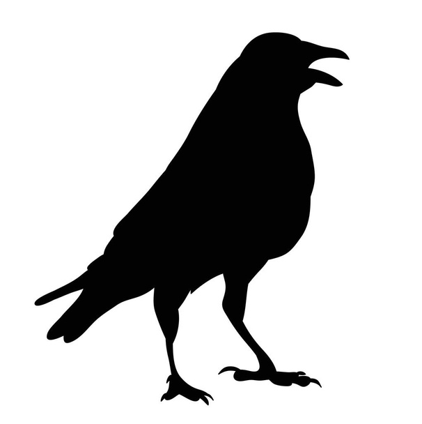 vector, isolated silhouette of a bird, ravens - Вектор,изображение