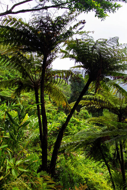Trópusi növény frontok Daintree Rainforest, Queensland, Ausztrália. - Fotó, kép