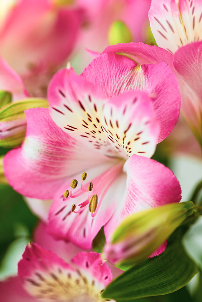 Virágos háttér. Virágzó Alstroemeria virágcsokor. Rózsaszín virágok Alstroemeria - Fotó, kép