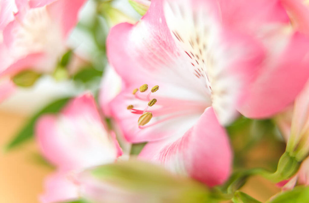 Floraler Hintergrund. Bukett von Alstroemeria-Blumen in voller Blüte. Rosafarbene Blüten von Alstroemeria - Foto, Bild